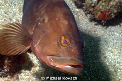 Curious Red Grouper on the Ledge of Turtles off the beach... by Michael Kovach 